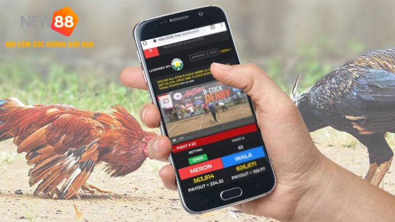 Chiến lược chơi đá gà online